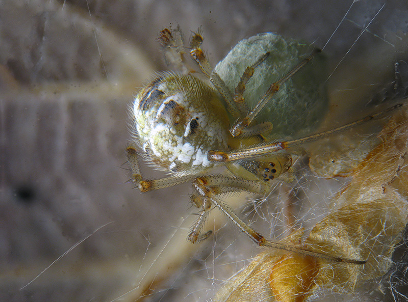 Theridion sp.?  No, Phylloneta cfr. impressa - Sumirago (VA)